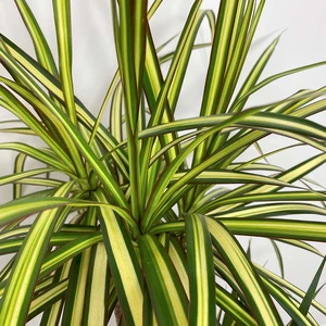 Dracaena marginata 'Golden Dragon' (Pot size 24cm) Approx Height 120cm - image 2