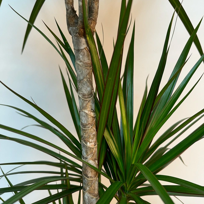 Dracaena marginata 'Magenta' (Pot Size 24cm) Approx Height 130cm - image 2