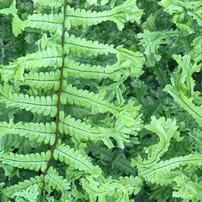 Dryopteris affinis ‘Cristata The King’ (Pot Size 11cm) Golden Scaled Male Fern