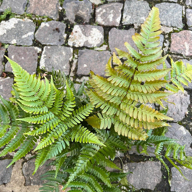 Dryopteris erythrosora 'Brilliance' (Pot Size 1.5L) Autumn Fern