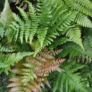 Dryopteris Erythrosora (Pot Size 1.5ltr) Copper Shield Fern