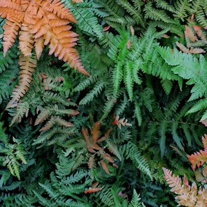 Dryopteris lepidopoda (11cm) Sunset Fern