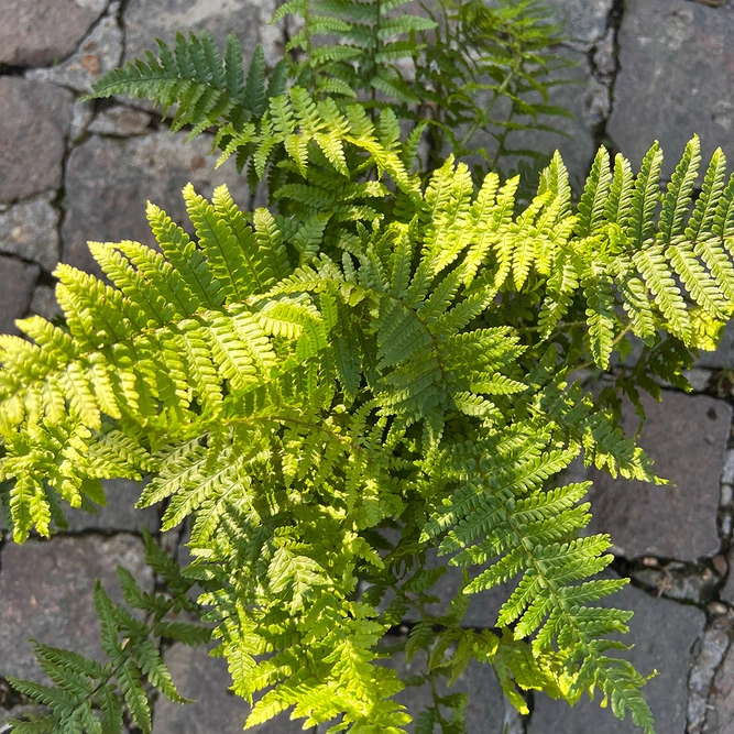 Dryopteris Polydactyla (Pot Size 11cm) Polydactyl Fern - image 1