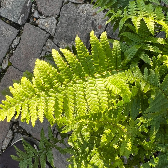 Dryopteris Polydactyla (Pot Size 11cm) Polydactyl Fern - image 2