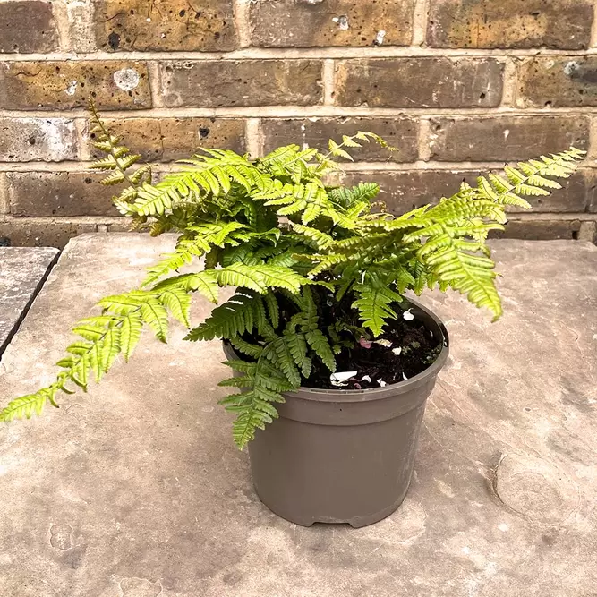 Dryopteris wallichiana 'Jurassic Gold' (Pot Size 3L) Alpine Wood Fern - image 2