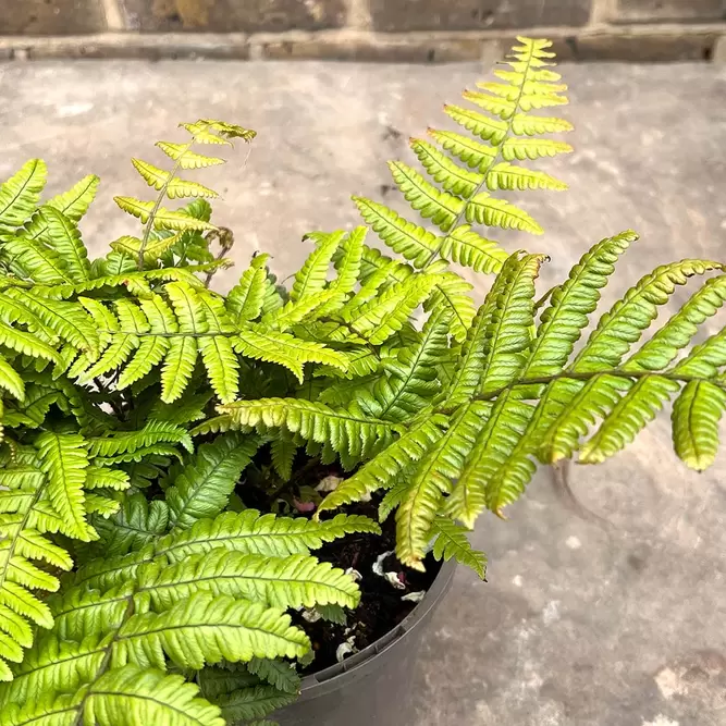 Dryopteris wallichiana 'Jurassic Gold' (Pot Size 1L) Alpine Wood Fern - image 1