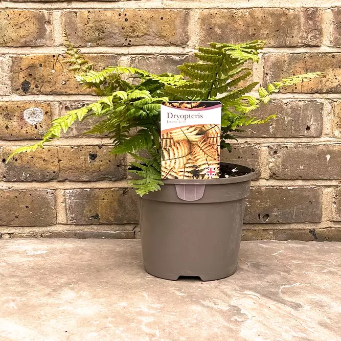 Dryopteris wallichiana 'Jurassic Gold' (Pot Size 3L) Alpine Wood Fern - image 3