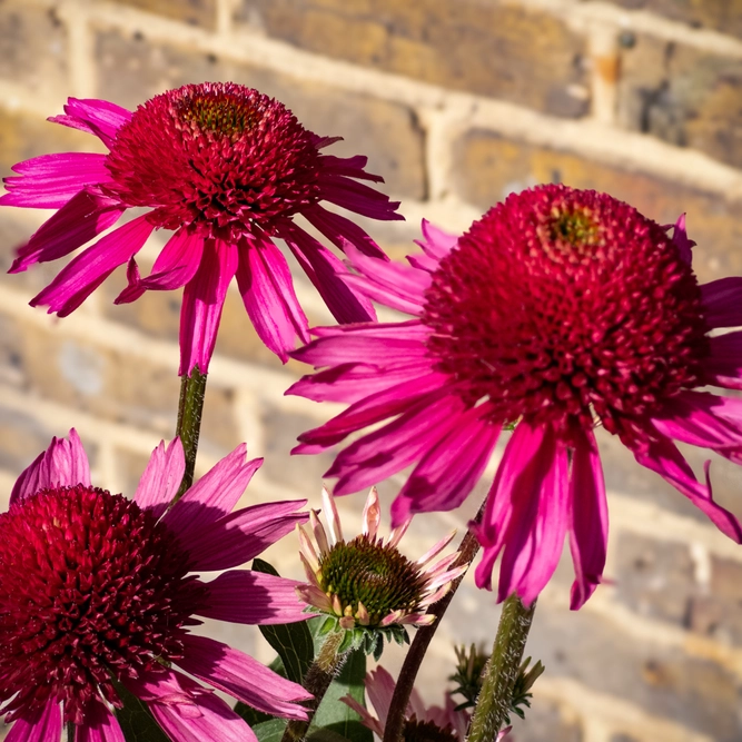 Echinacea ‘Delicious Candy’ (Pot Size 3L) Delicious Candy Coneflower - image 1