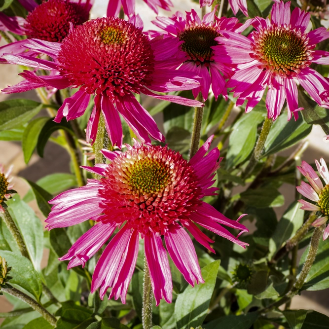 Echinacea ‘Delicious Candy’ (Pot Size 3L) Delicious Candy Coneflower - image 2