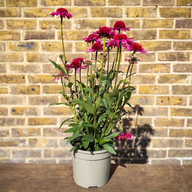 Echinacea ‘Delicious Candy’ (Pot Size 3L) Delicious Candy Coneflower - image 3