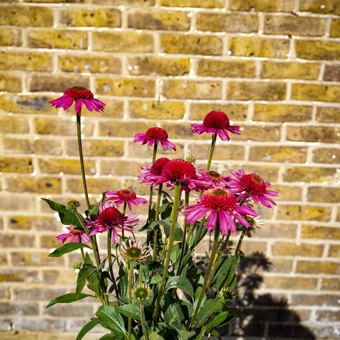 Echinacea ‘Delicious Candy’ (Pot Size 3L) Delicious Candy Coneflower - image 4