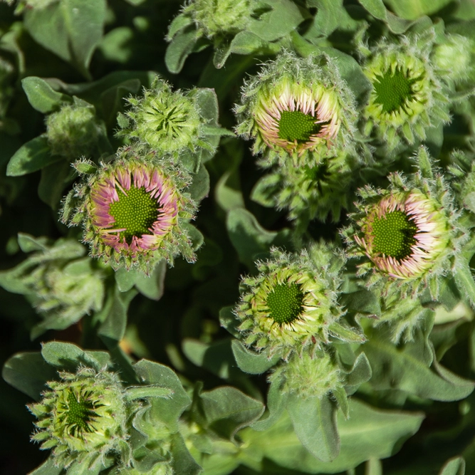 Echinacea ‘Mooodz Devotion' (Pot Size 3L) Coneflower - image 3