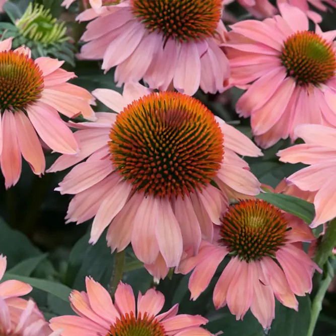 Echinacea ‘Mooodz Devotion' (Pot Size 3L) Coneflower - image 1