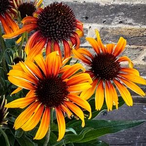 Echinacea ‘Parrot' (Pot Size 3L) Fine Feathered Coneflower - image 1