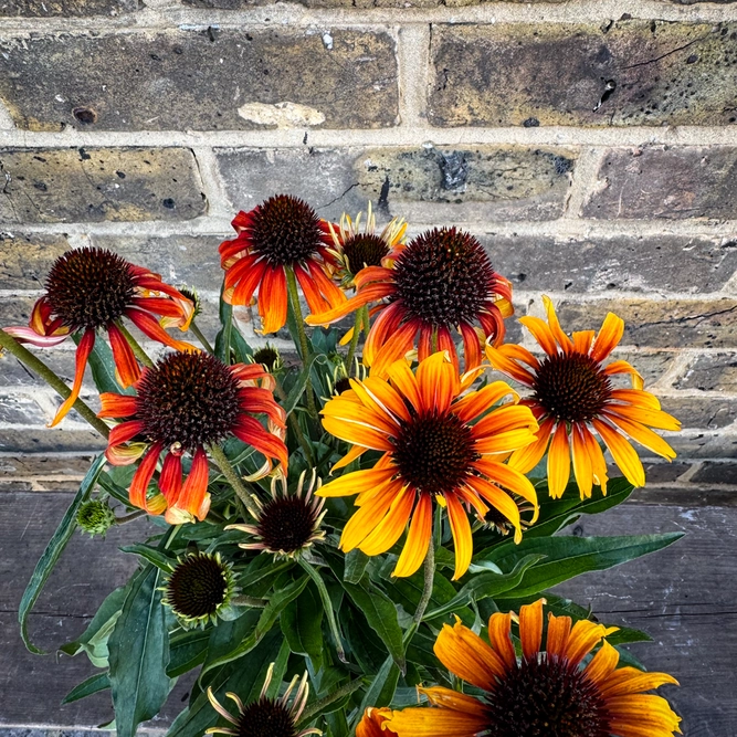 Echinacea ‘Parrot' (Pot Size 3L) Fine Feathered Coneflower - image 2