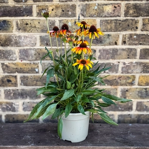 Echinacea ‘Parrot' (Pot Size 3L) Fine Feathered Coneflower - image 3