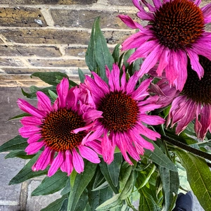 Echinacea ‘Pink' (Pot Size 19cm) Coneflower - image 1