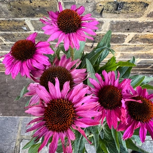 Echinacea ‘Pink' (Pot Size 19cm) Coneflower - image 2