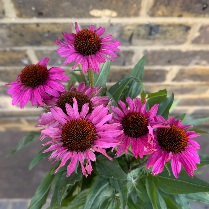 Echinacea ‘Pink' (Pot Size 19cm) Coneflower - image 3