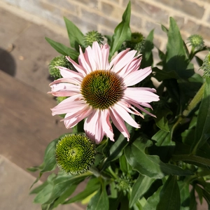 Echinacea ‘Sunseekers Blush' (Pot Size 3L) Sunseekers Blush Coneflower - image 2