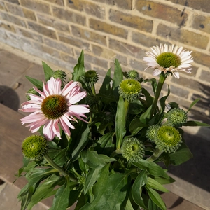 Echinacea ‘Sunseekers Blush' (Pot Size 3L) Sunseekers Blush Coneflower - image 3