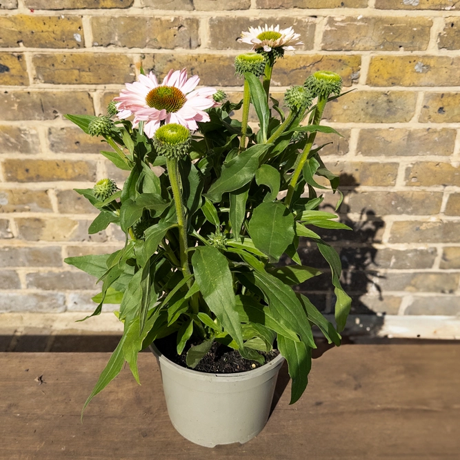 Echinacea ‘Sunseekers Blush' (Pot Size 3L) Sunseekers Blush Coneflower - image 4