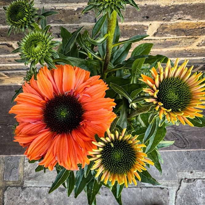 Echinacea ‘Sunseekers Mineola' (Pot Size 3L) Coneflower - image 1