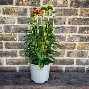 Echinacea ‘Sunseekers Mineola' (Pot Size 3L) Coneflower - image 3