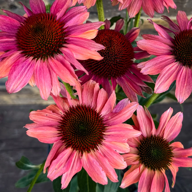 Echinacea ‘Sunseekers Orange' (Pot Size 19cm) Coneflower - image 1