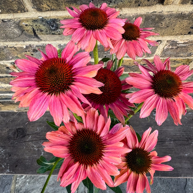 Echinacea ‘Sunseekers Orange' (Pot Size 19cm) Coneflower - image 2