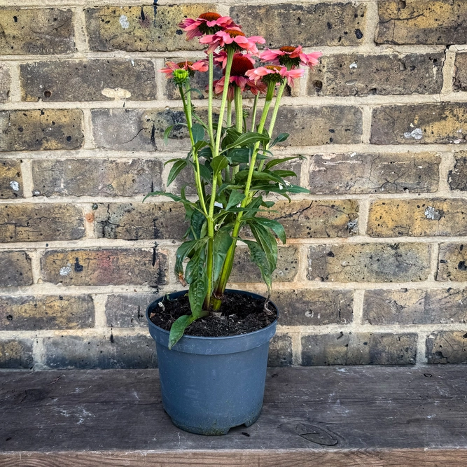 Echinacea ‘Sunseekers Orange' (Pot Size 19cm) Coneflower - image 3