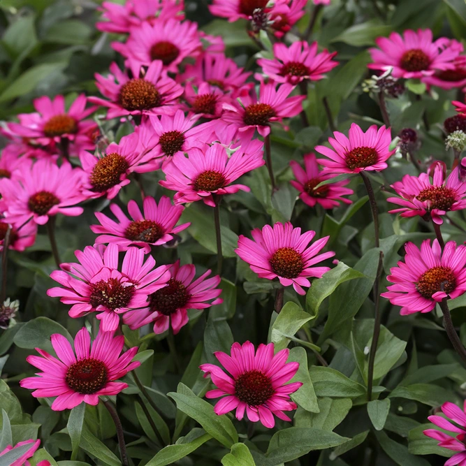 Echinacea ‘Sunseekers Purple Power' (Pot Size 3L) Coneflower