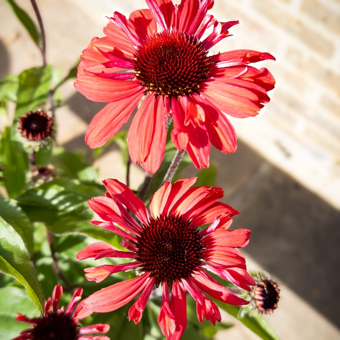 Echinacea ‘Sunseekers Red' (Pot Size 3L) Coneflower - image 1