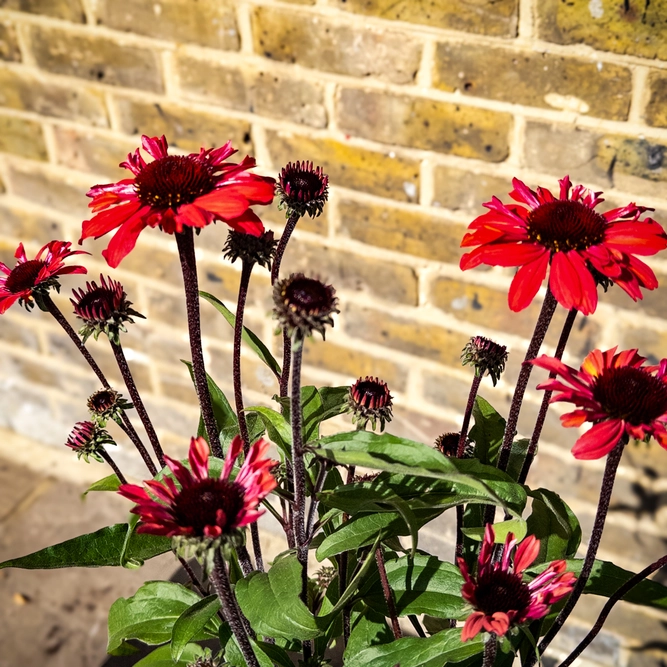 Echinacea ‘Sunseekers Red' (Pot Size 3L) Coneflower - image 2