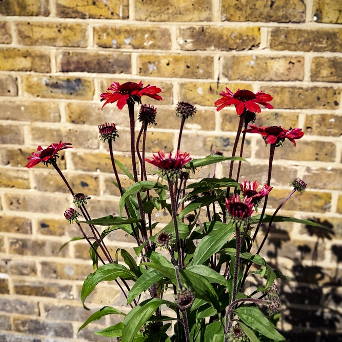 Echinacea ‘Sunseekers Red' (Pot Size 3L) Coneflower - image 4