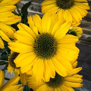 Echinacea ‘Sunseekers Yellow' (Pot Size 19cm) Coneflower - image 1