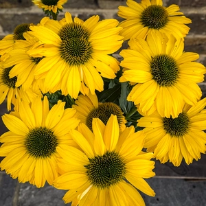 Echinacea ‘Sunseekers Yellow' (Pot Size 19cm) Coneflower - image 2