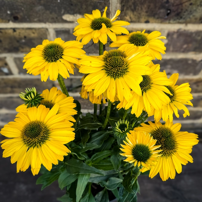 Echinacea ‘Sunseekers Yellow' (Pot Size 19cm) Coneflower - image 3