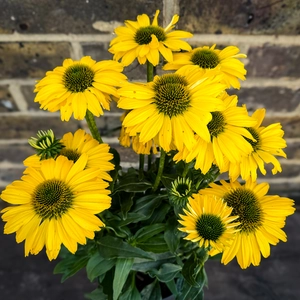 Echinacea ‘Sunseekers Yellow' (Pot Size 19cm) Coneflower - image 3