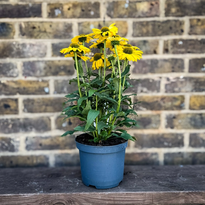 Echinacea ‘Sunseekers Yellow' (Pot Size 19cm) Coneflower - image 4