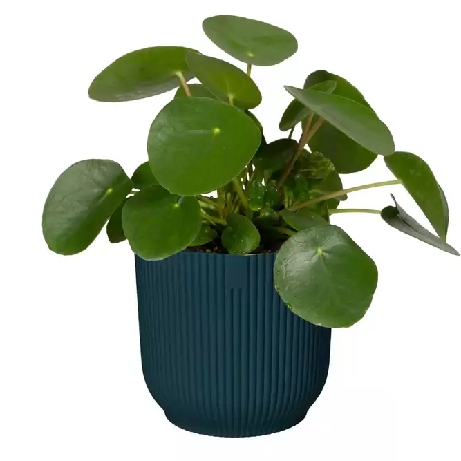 Elho Eco-Plastic Blue (Pot Size 14cm) Indoor Plant Pot Cover - image 2