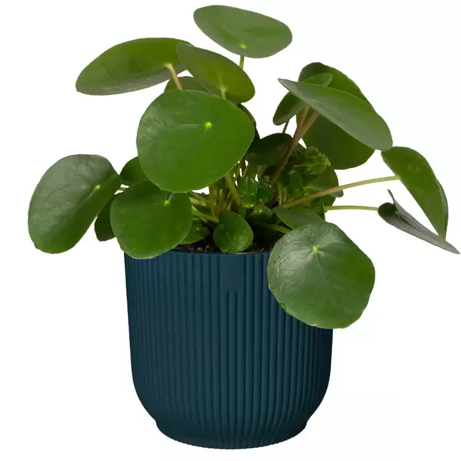 Elho Eco-Plastic Blue (Pot Size 18cm) Indoor Plant Pot Cover - image 2