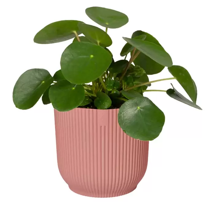 Elho Eco-Plastic Pink (Pot Size 7cm) Indoor Plant Pot Cover - image 3