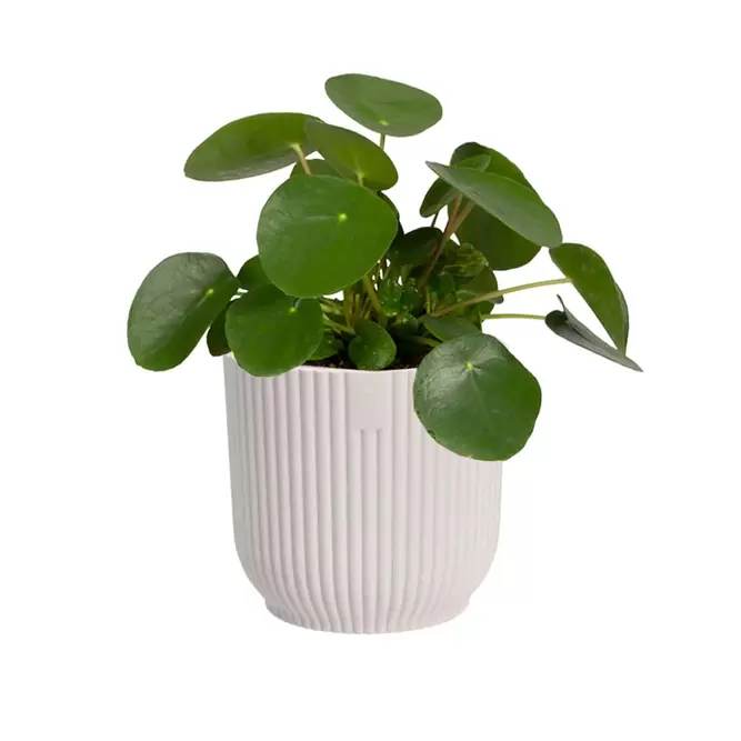Elho Eco-Plastic White (Pot Size 7cm) Indoor Plant Pot Cover - image 2