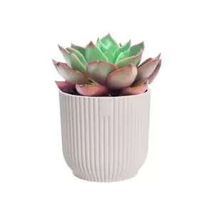 Elho Eco-Plastic White (Pot Size 7cm) Indoor Plant Pot Cover - image 3