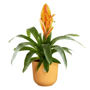 Jazz Round Amber Yellow (Pot Size 14cm) Eco-Plastic Indoor Plant Pot Cover - image 5