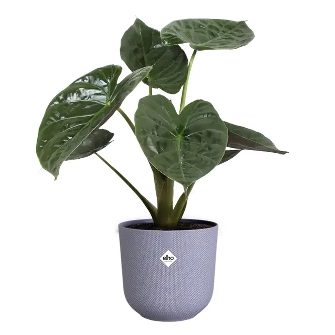 Jazz Round Lavender Lilac (Pot Size 14cm) Eco-Plastic Indoor Plant Pot Cover - image 5