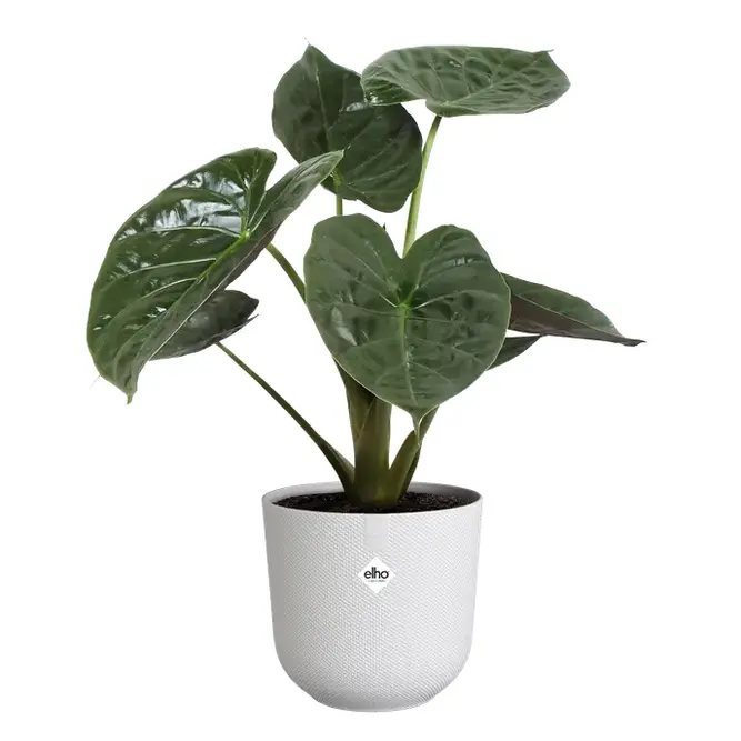 Elho Jazz Silky White (Pot Size 26cm) Eco-Plastic Indoor Plant Pot Cover - image 5