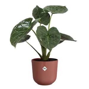 Elho Jazz Tuscan Red (Pot Size 26cm) Eco-Plastic Indoor Plant Pot Cover - image 4