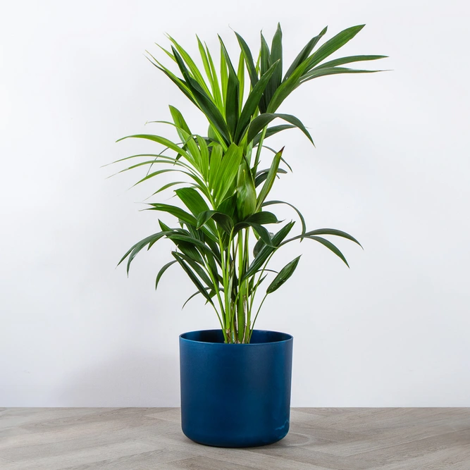 Elho Ocean Collection Blue (Pot Size 22cm) Indoor Plant Pot Cover - image 3